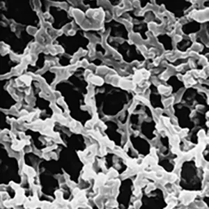 Membrana MF-Millipore, ésteres mezclados de celulosa, hidrófila; 0,45 µm, 50 mm, blanca, superficie lisa